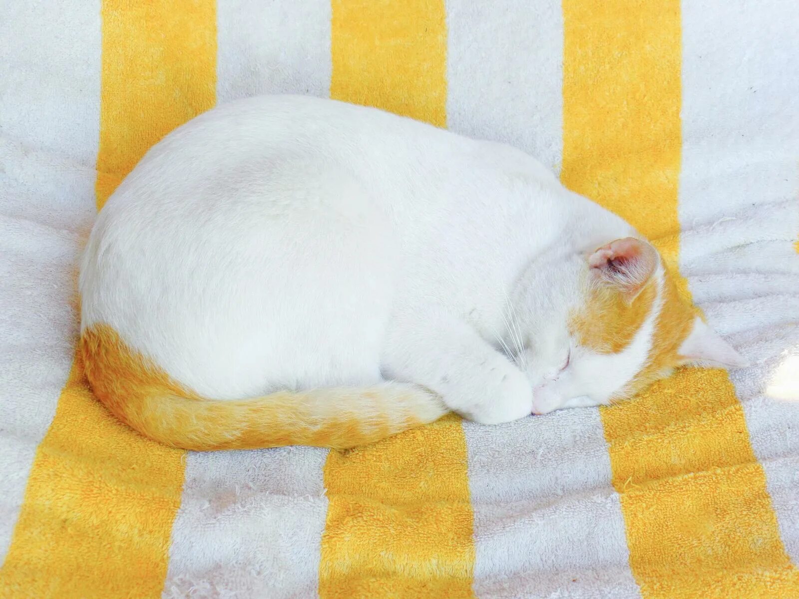 Кот хамелеон. Кот в полотенце. коты и хамелеоны. котиков хамелеон белка.