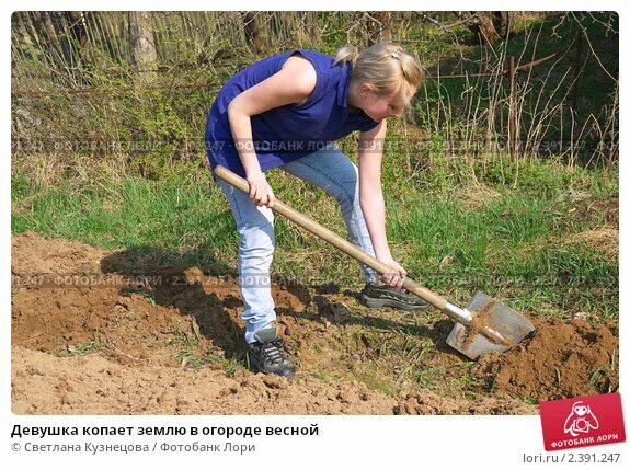 Девушка копает. Девушка копает землю. Девушка копает огород. Девушка на огороде с лопатой.