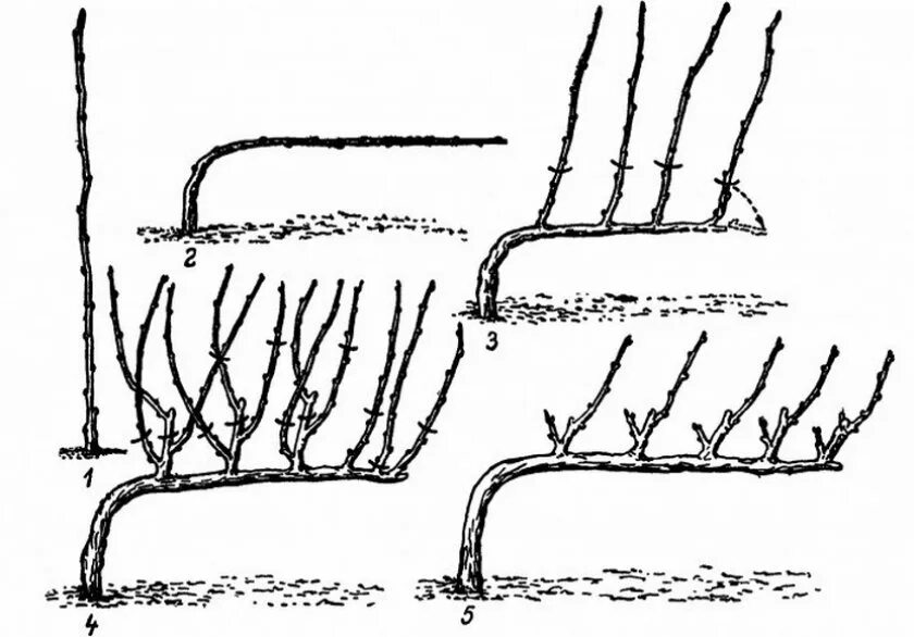 Формировка куста винограда. Формирование лозы винограда весной. Правильная формировка куста винограда. Формировка и обрезка винограда.