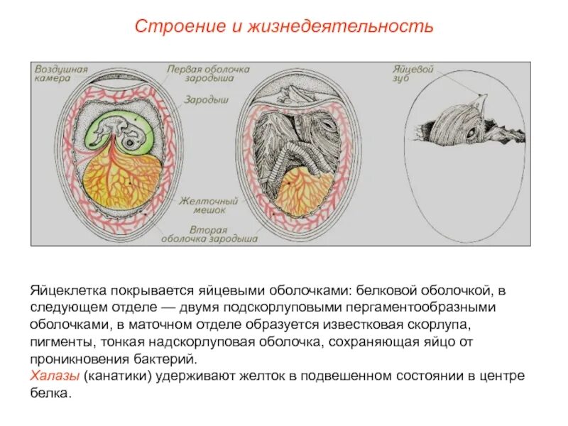 Функции оболочек яйца. Строение яйцевых оболочек. Строение подскорлуповой оболочки яйца. Известковые оболочки яйца. Плотные яйцевые оболочки.