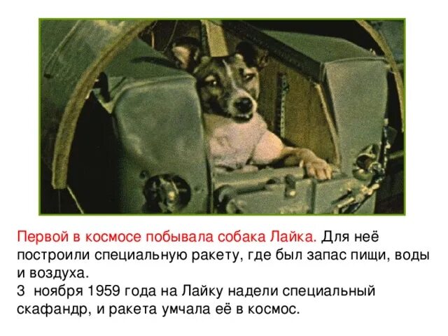 Как звали первую собаку побывавшую в космосе. Собака лайка в космосе. Лайка в космосе презентация. Собака лайка побывавшая в космосе. Первая собака в космосе лайка.
