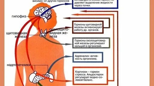 Нельзя пить гормоны