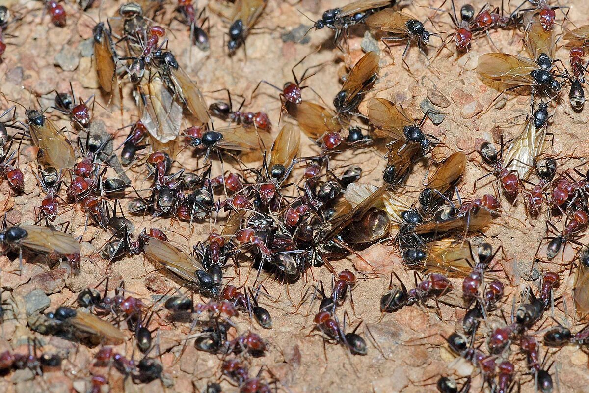 Австралия много насекомых. Iridomyrmex purpureus. насекомые много. брачный полет муравьев. куча разных насекомых.