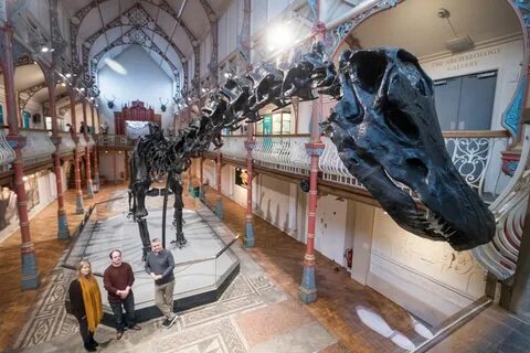 11. Dippy the dinosaur is 26 metres long and four metres high. 
