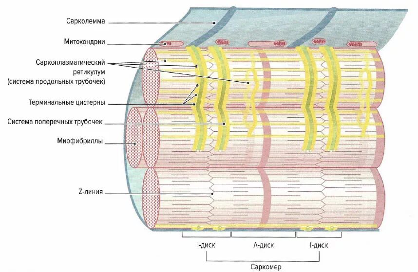 Мембрана мышечного волокна. Строение мышцы саркоплазматический ретикулум. T система мышечного волокна. Строение мышечного волокна саркоплазма. Саркоплазматический ретикулум мышечного волокна.
