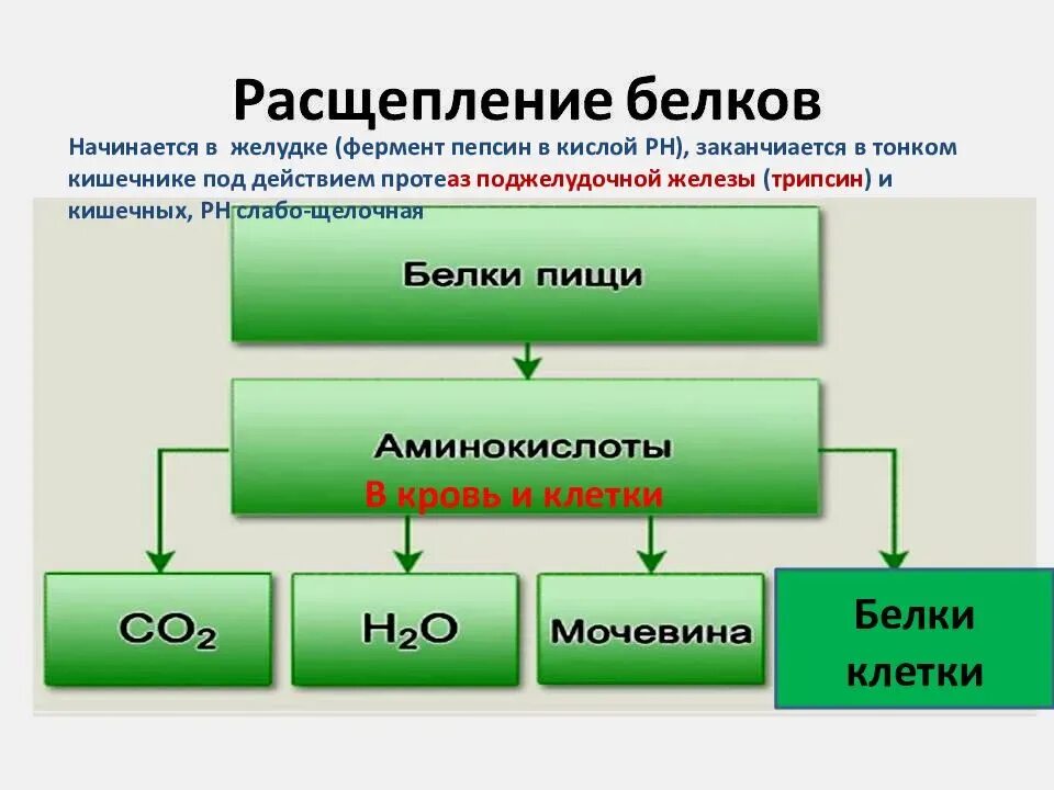 Схема расщепления белков. Белки расщепляются под влиянием. Расщепление белков в желудке. Белки в организме человека расщепляются под действием.