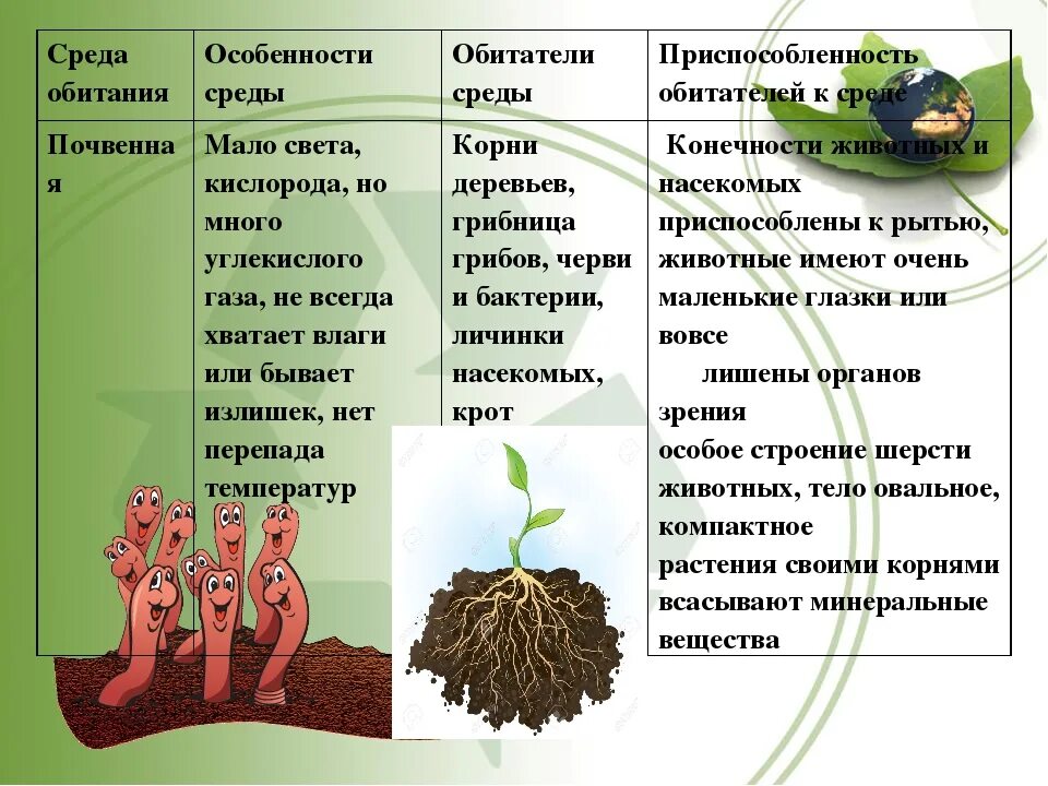 Какие среды обитания освоил клен. Особенности среды обитания. Особенности приспособления организмов к среде обитания. Название среды обитания живых организмов. Приспособление организмов к почвенной среде.