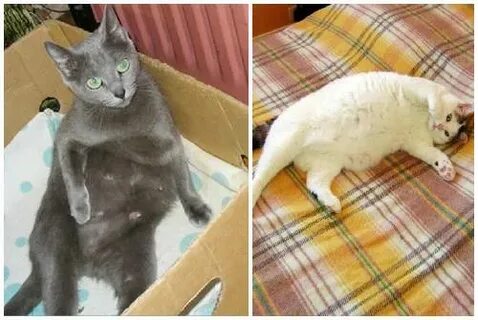 Как узнать что кошке скоро рожать