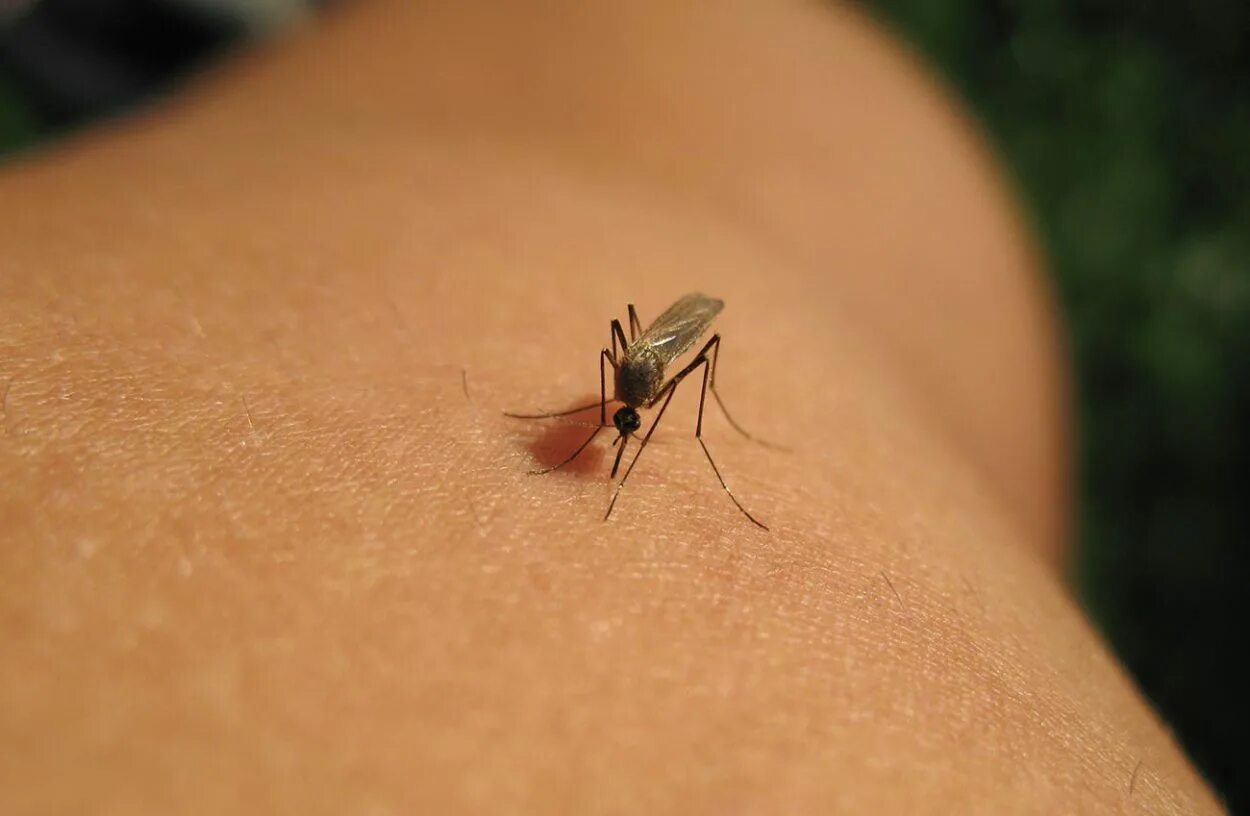 Сколько укусов комаров. Укусы насекомых комаров.