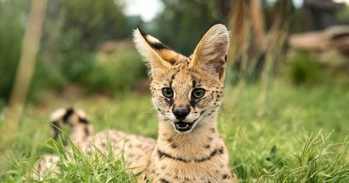Дымчатый леопард. Европейский дикий лесной кот. Дикий собрат. Дикий собрат. Европейский дикий лесной кот.