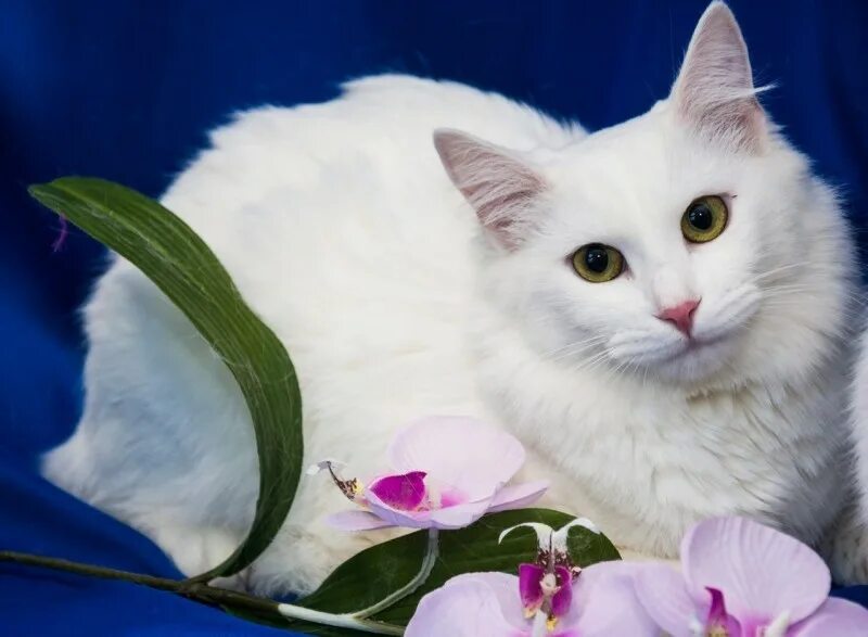 Кошечка красавица москвы. Кошка красавица. Белая кошка Королева. Кошка красавица фото.