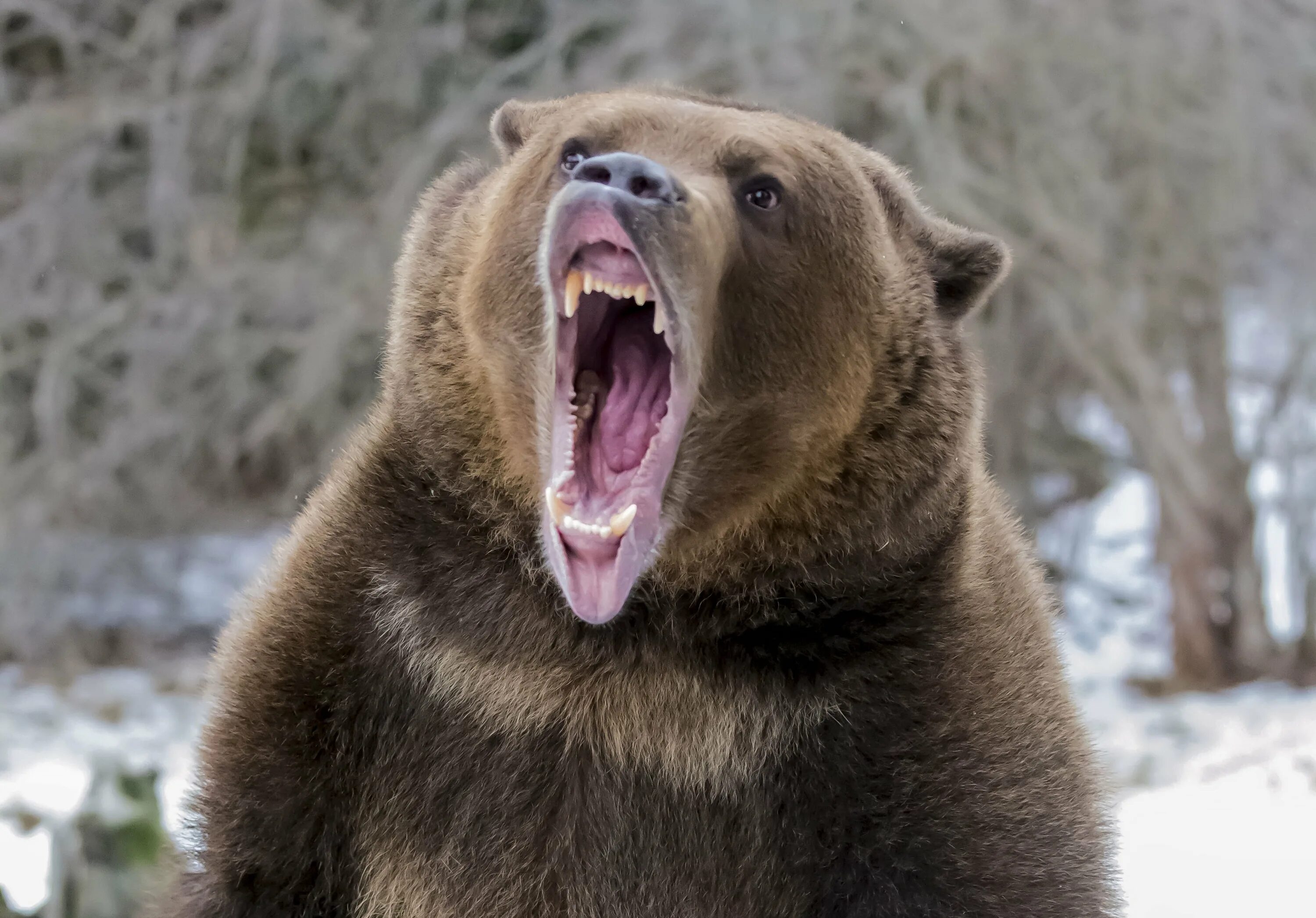 Звук рычание медведя. Медведь Гризли. Медведь Гризли рычит. Грозный медведь Гризли. Беар медведь.