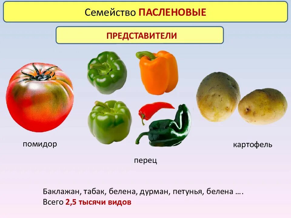 Человек разводит овощные культуры семейства пасленовые