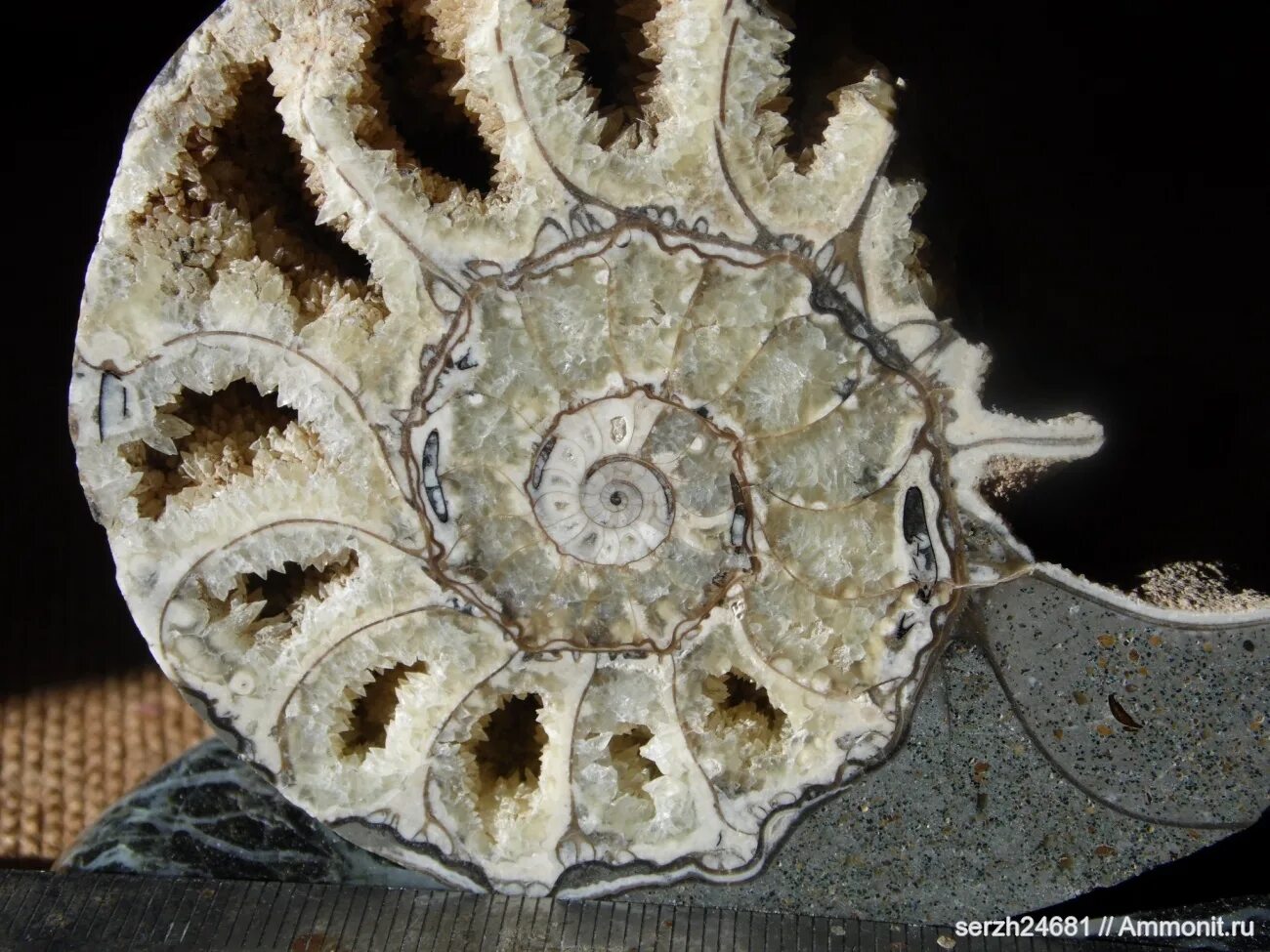 Аммонит халцедон. Аммонит халцедон. Амонит дактилоцерос. Гетероморфные аммониты. Радужный пиритизированный аммонит.