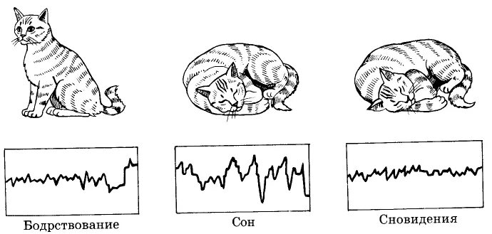 5 месячный котенок. Сколько должен спать котенок. Сколько спят кошки. Фазы сна кошки. Фазы сна кошки.