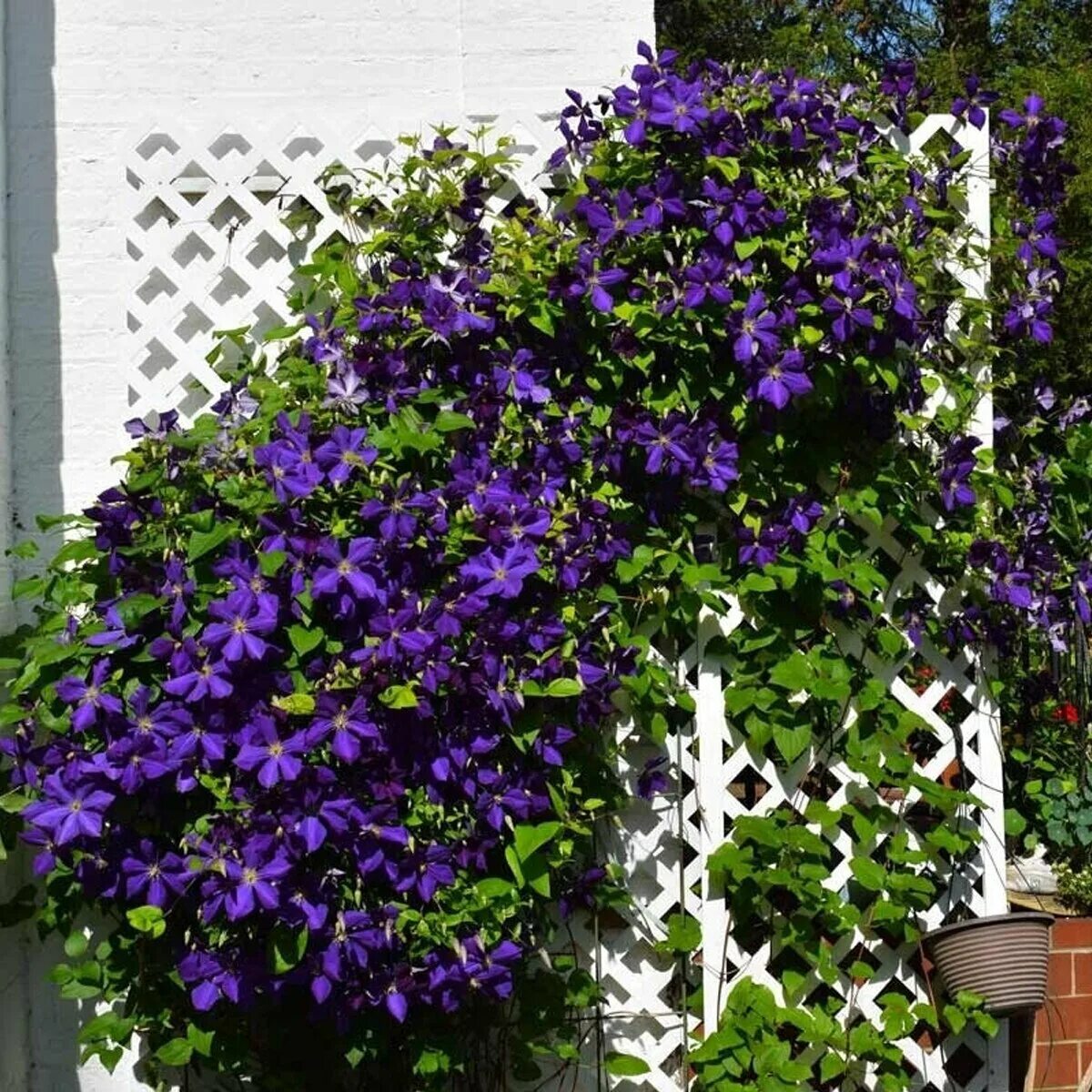Casa Mariposa: Maybe a Pepper, Maybe a Bean Hyacinth bean vine, Garden vines, Pl