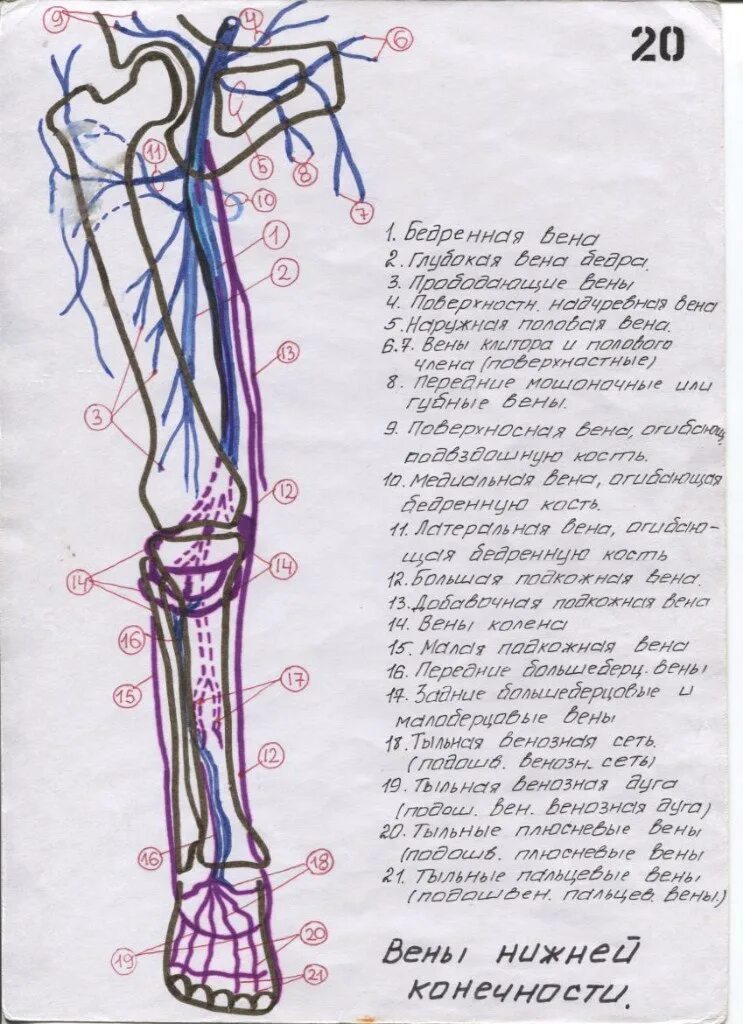 Артериальные сосуды нижних конечностей. Вены нижних конечностей схема. Вены нижних конечностей анатомия схема. Анатомия вен нижних конечностей Синельников. Кровоснабжение нижней конечности анатомия вены.