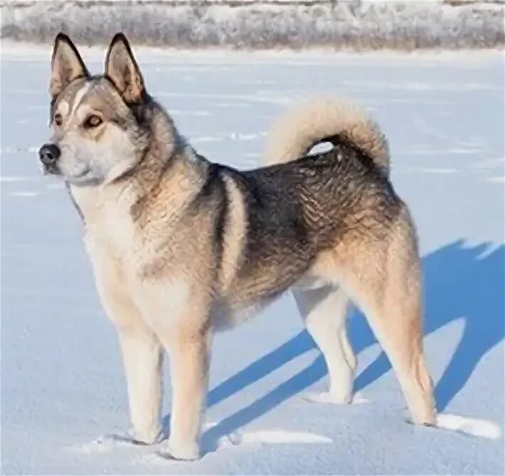 Включи лайки лайт. Породы собак лайки в Новодвинске. Имя для собаки лайка кабель.