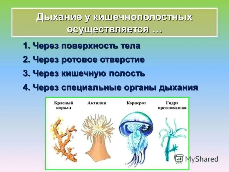 Три признака кишечнополостных. Представители кишечнополостных животных. Многообразие кишечнополостных. Тип Кишечнополостные. Тип Кишечнополостные классы.