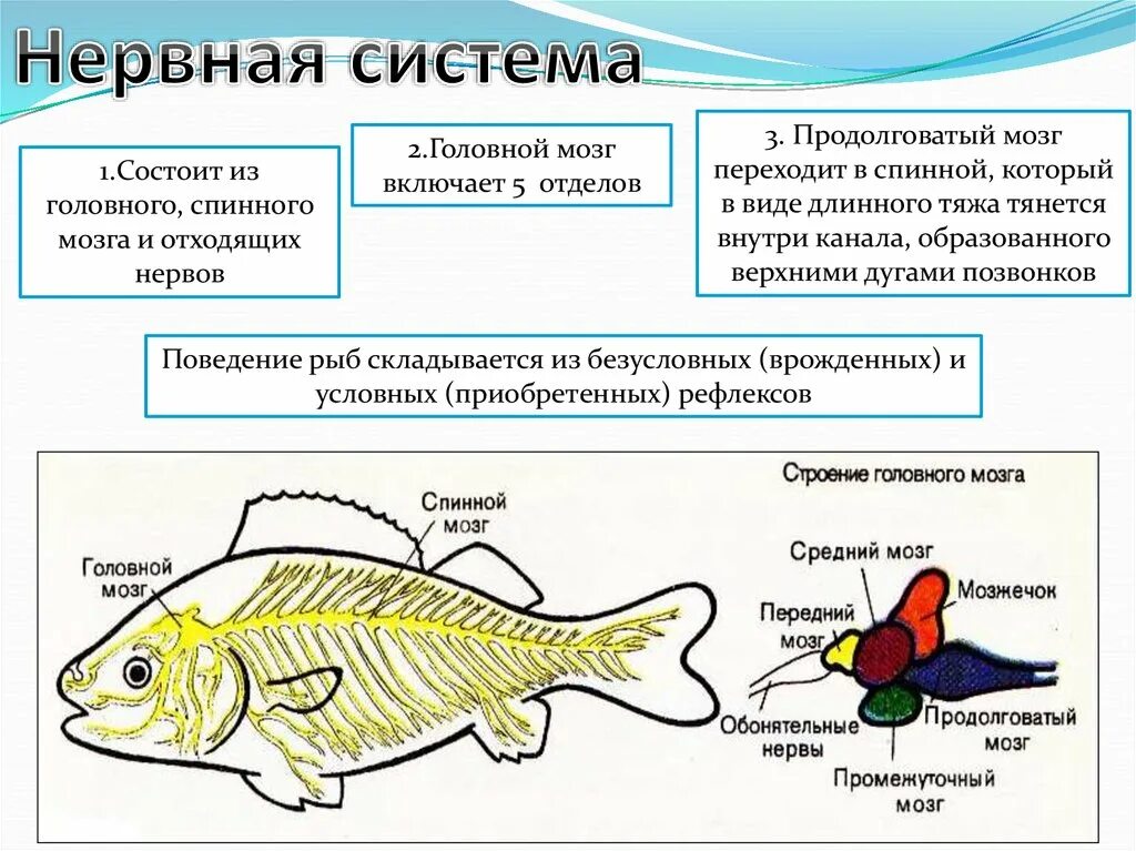 Внутреннее строение рыбы. Надкласс рыбы строение. Надкласс рыбы внутреннее строение. Отделы мозга рыб. Появление головного мозга у рыб