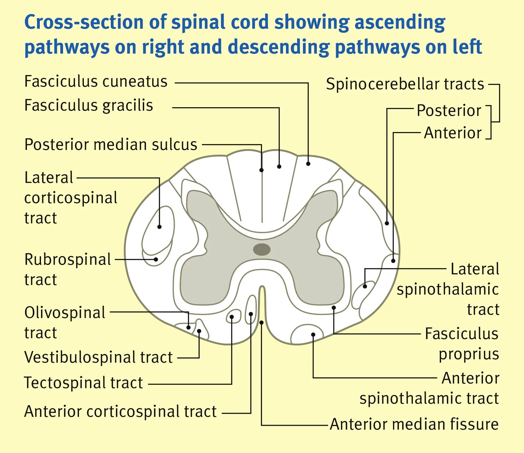 Спинной и головной мозг тест 8 класс. Spinal Cord Anatomy. Descending tracts. Descending and Ascending tracts. Spinal Cord White matter.