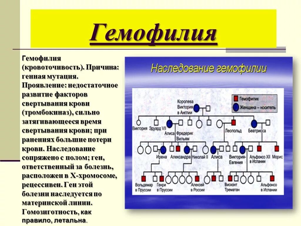 Появление рецессивных мутаций. Тип наследования симптомы гемофилия. Факторы свертывания крови гемофилия. Краткая характеристика и Тип наследования гемофилии. Тип наследования при гемофилии.