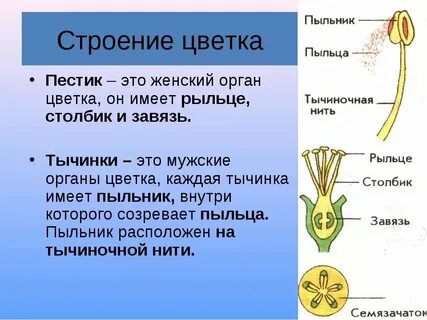 Функция рыльца