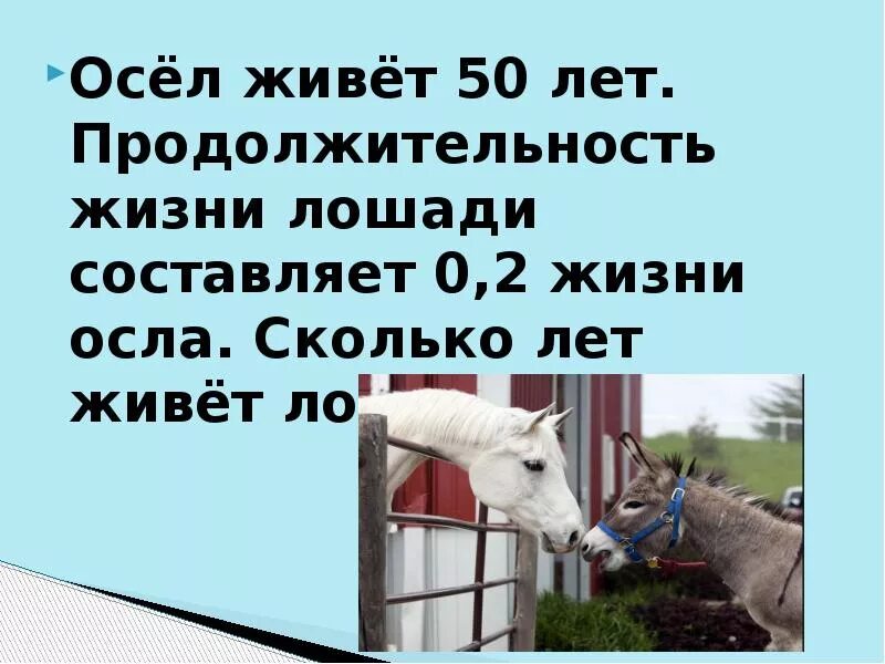 Продолжительность жизни лошади. Средняя Продолжительность жизни лошади. Продолжительность жизни животных лошадь. Средний срок жизни лошади. Сколько живут ишаки