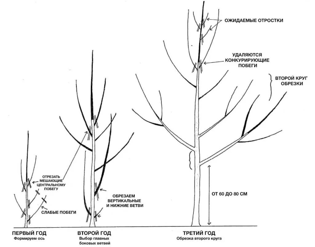 Можно ли обрезать нижние ветки. Формирование кроны грецкого ореха схема. Схема обрезки грецкого ореха весной. Обрезка ореха фундук весной. Обрезать грецкий орех весной.