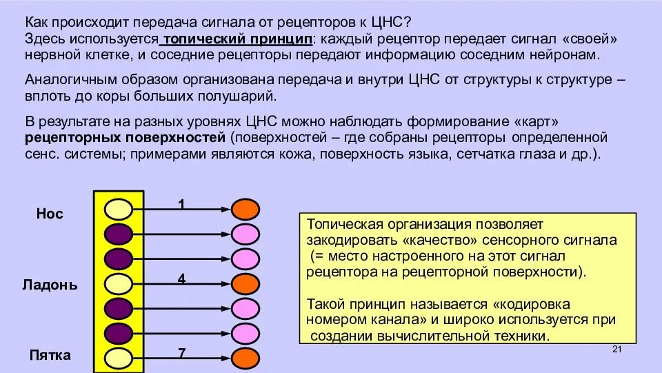 Топический принцип, «карты рецепторных поверхностей».. Топический принцип организации. Как происходит передача сигнала. Передача рецепторного сигнала. Первый передал сигнал