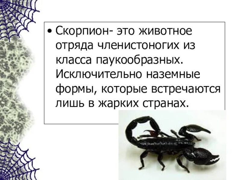 Скорпион класс паукообразные. Скорпион презентация. доклад про скорпиона. скорпион доклад 4 класс. отряды членистоногих.