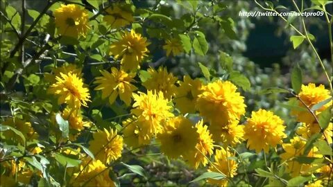 Золотые шары песня слушать
