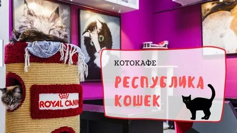 Республика кошек ул якубовича 10 санкт петербург