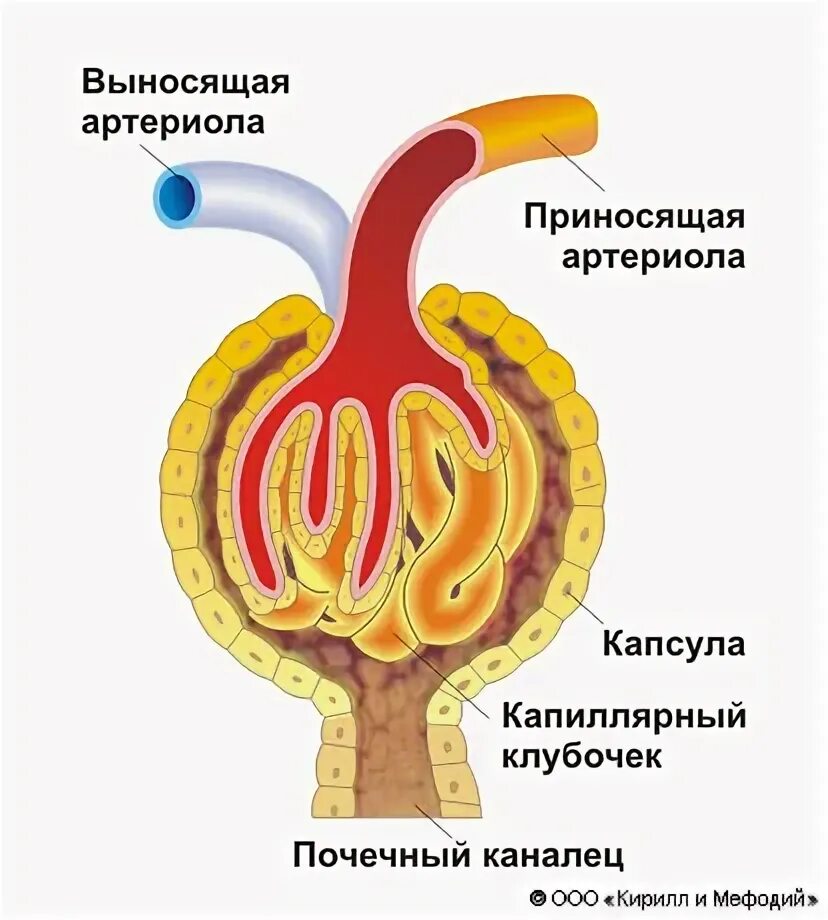 Капиллярный клубочек нефрона. Капиллярный клубочек почки. Приносящая артериола нефрона. Приносящая артериола и выносящая артериола пояек. Выносящая артериола почки