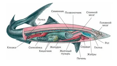 Системы акул