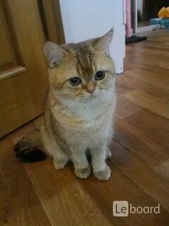 Продам котика дорого читать