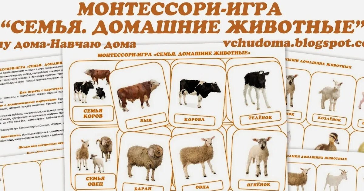 Как называются семьи животных