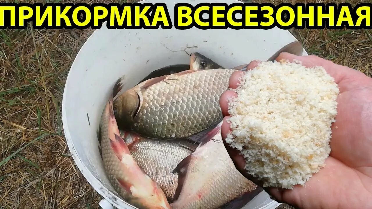 Какая прикормка по холодной воде. Прикормка по холодной воде. Карп и прикорм видео.