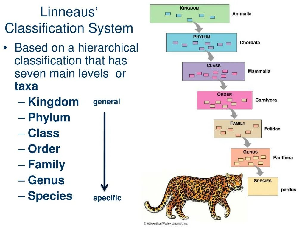 Classification system. Classification of animals. Hierarchical classification. Classification and species.