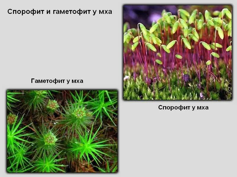 Спорофит мха гаметофит мха. Кукушкин лен гаметофит. Кукушкин лен спорофит и гаметофит. Спорофит Кукушкина льна.