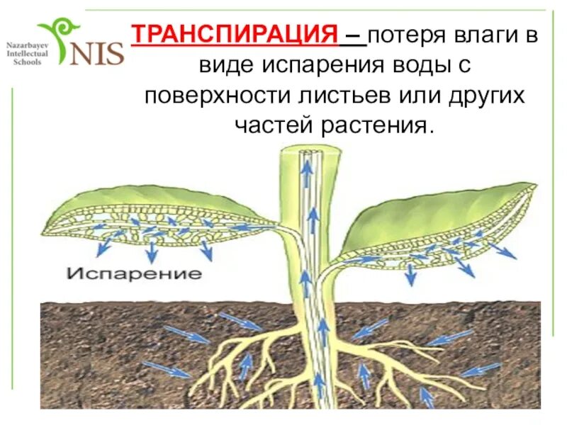 Установите последовательность поступления воды в корень. Транспирация физиология растений. Кутикулярная транспирация. Испарение воды растениями транспирация. Процесс транспирации у растений.