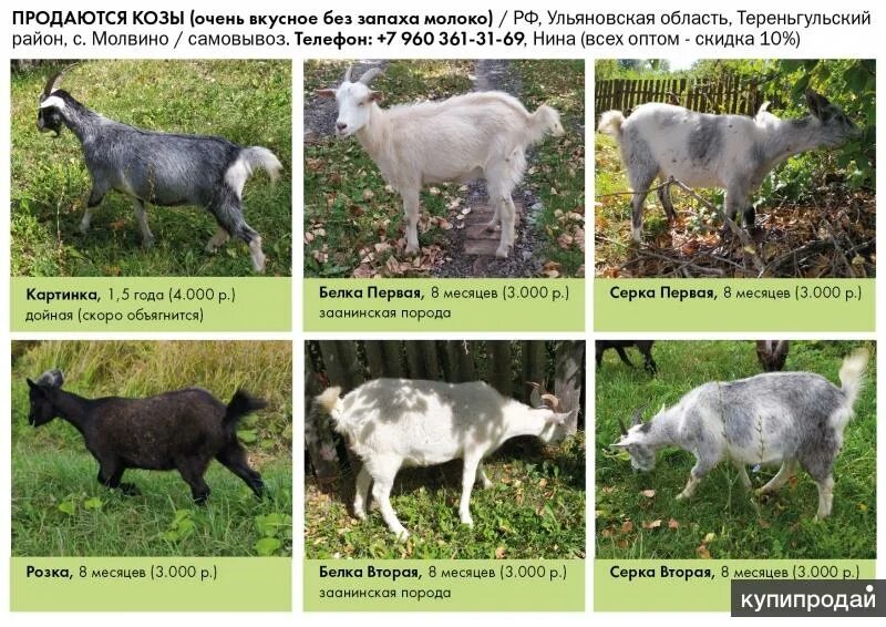 Породы коз в России. Породы коз с фотографиями. Название пород коз. Название пород коз молочных. Характеристика пород коз