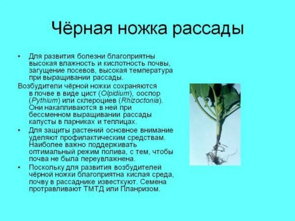 Черная ножка у помидор что делать. Чёрная ножка у рассады. Черная ножка у растений. Черная ножка капусты. Черная ножка болезнь растений.