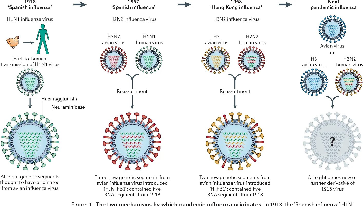 Грипп на данный момент. Вирус гриппа h1n1. вирус гриппа а h1n1/09. вирус гриппа строение h3n2. вирус гриппа h1n1 строение.