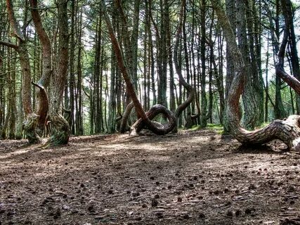 Лесной куршская коса