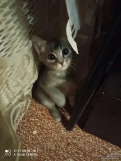 Котята в добрые в армавире