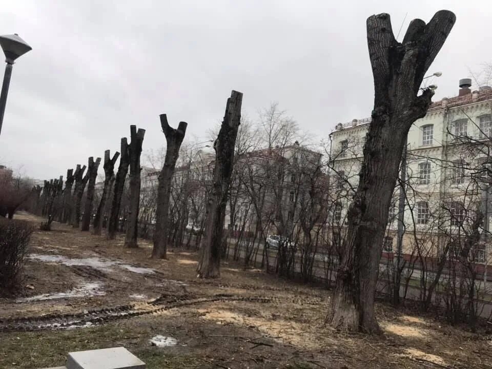 743 пп зеленые насаждения