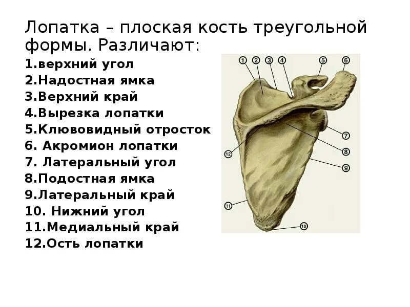 Какими костями соединяется лопатка. Лопатка кость человека. лопатка строение кости анатомия. строение лопатки спереди. клювовидный отросток лопатки строение.