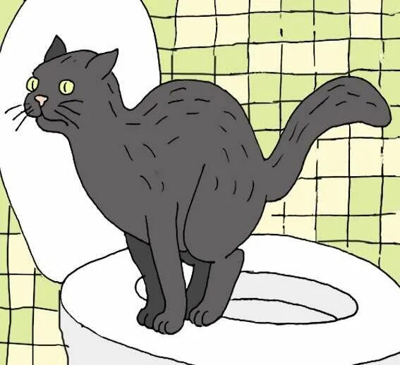 Как часто какают коты