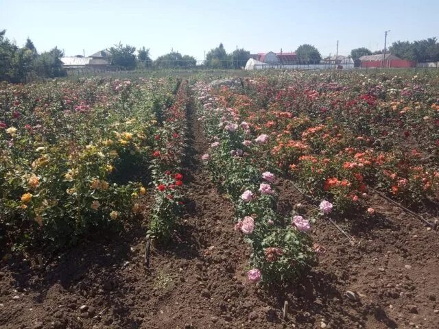 яблоня колоновидная созвездие. приусадебный участок с огородом. белокуриха подсобное хозяйство садовая 17. сад и огород. пермакультура англия.
